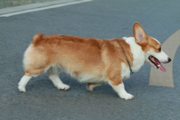 粑粑