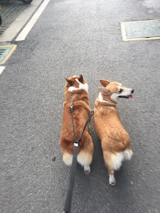 粑粑和麻麻