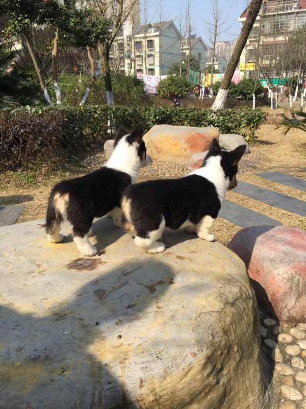 小柯基