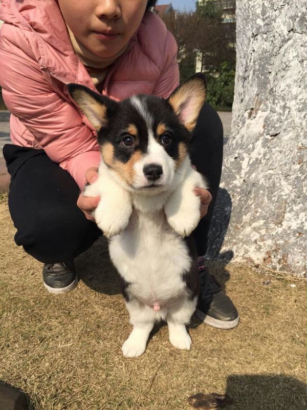 小柯基
