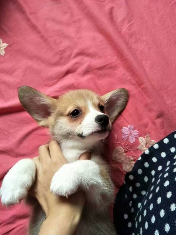 正脸