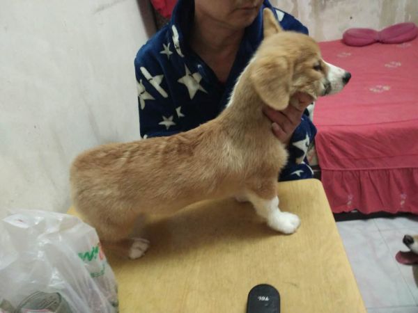 全身