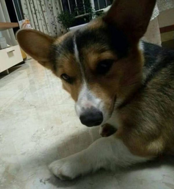 爸爸