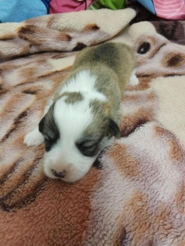 黄白小母