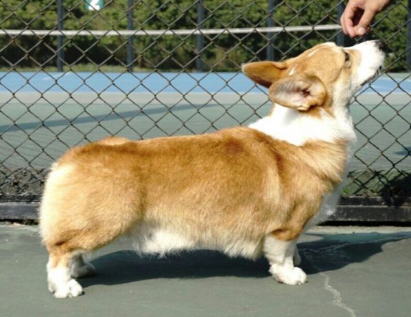 狗爸爸侧面照