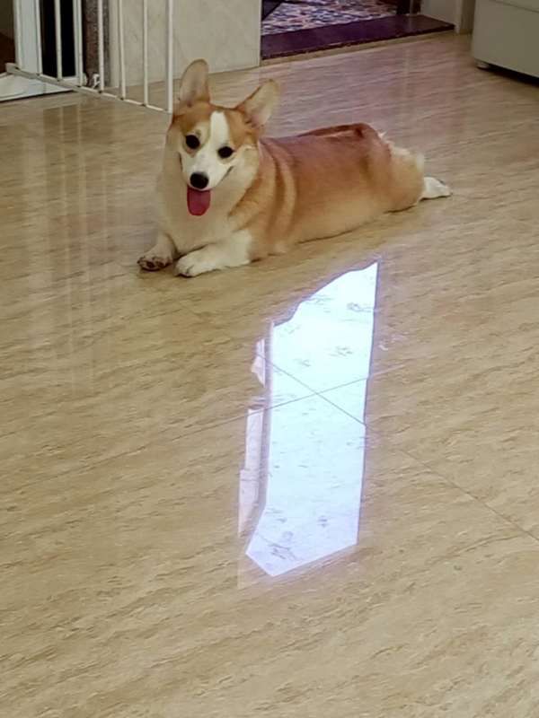 狗妈妈