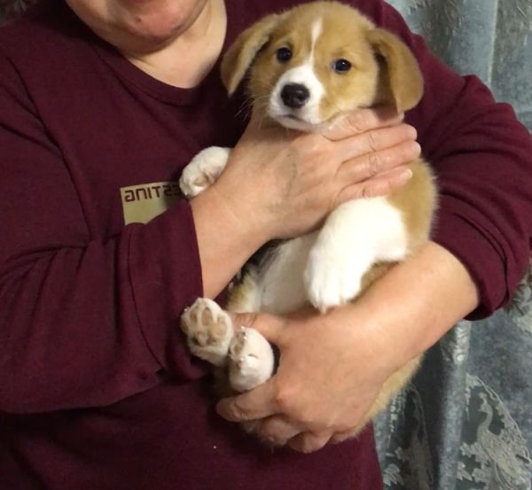 webwxgetmsgimg (2).jpg