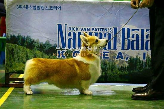 森巴2.jpg