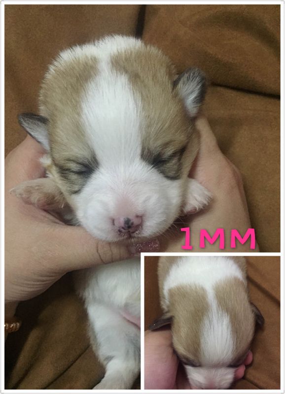 1MM