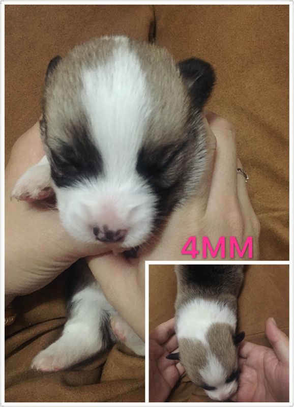 4MM