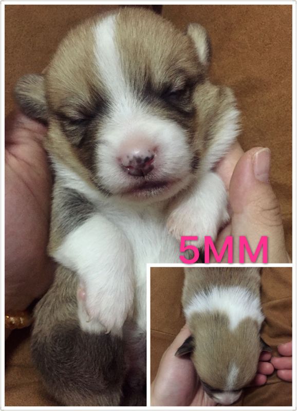 5MM