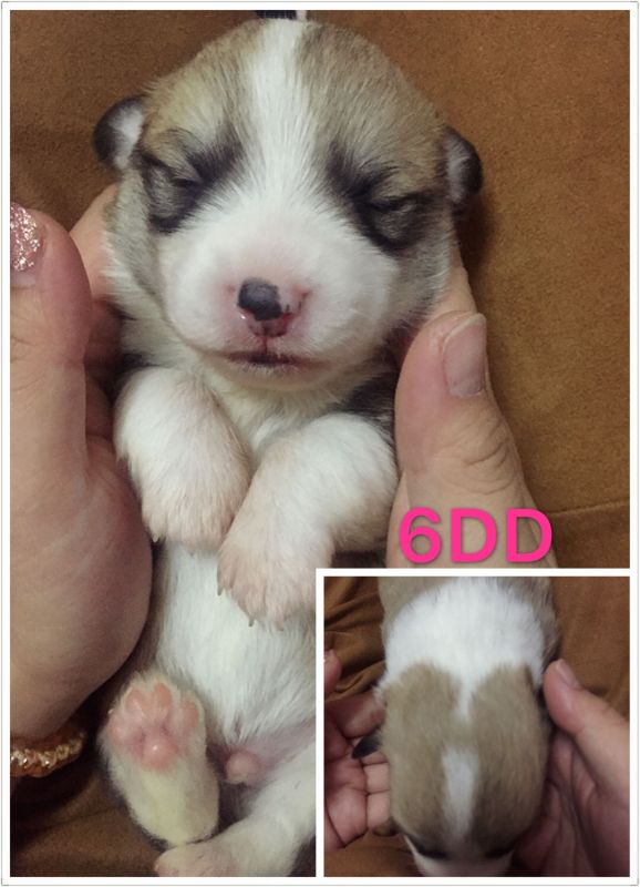 6DD