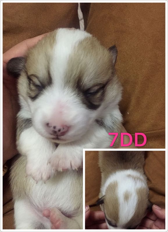 7DD