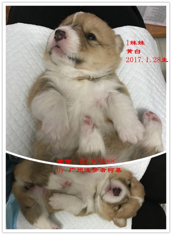 1妹妹.jpg