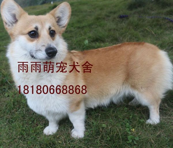 纯种柯基犬图片