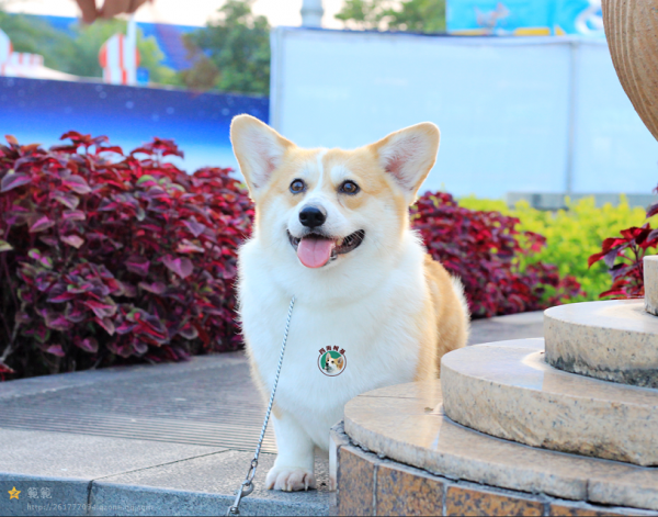 psb.png