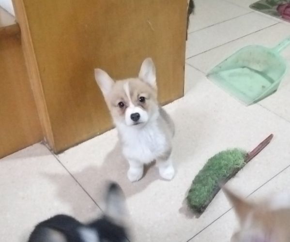 要吃的