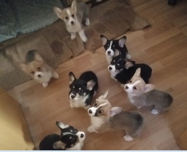 麻麻呢