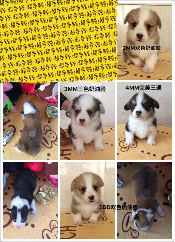 2妹和3妹互相标错了，黄白妹妹是3号。三色奶油是2号。