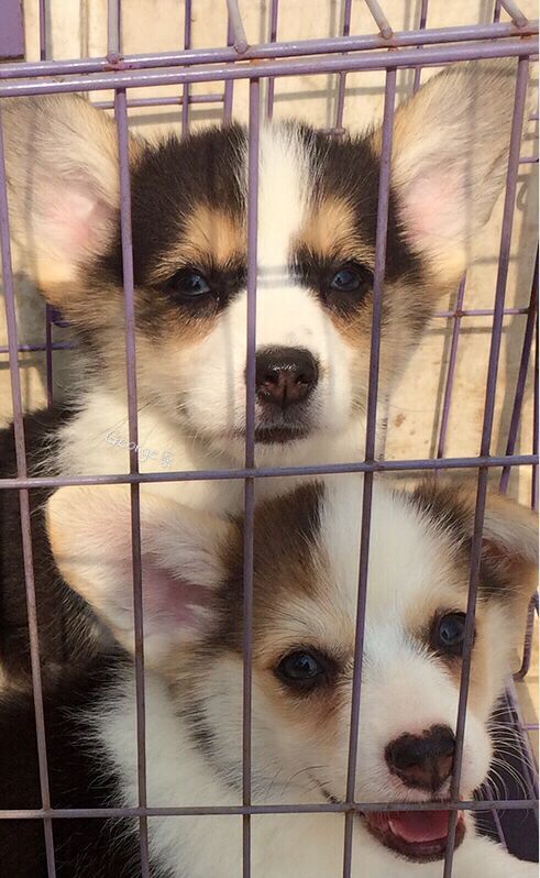 2妹妹奶油脸、4妹妹完美三通