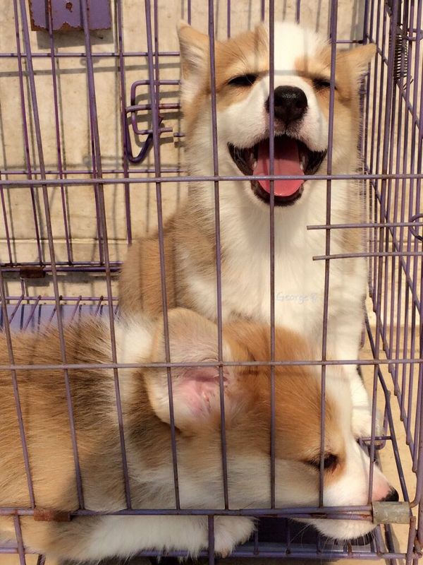 露脸的是奶油脸3妹