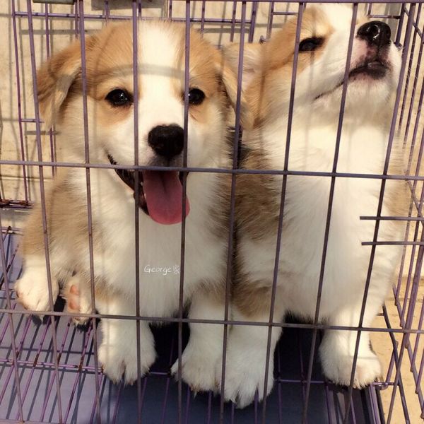 露脸的是奶油脸5弟