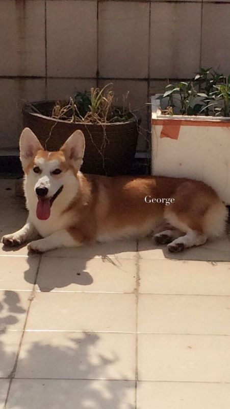 狗爸爸克鲁尼血系三代血齐全