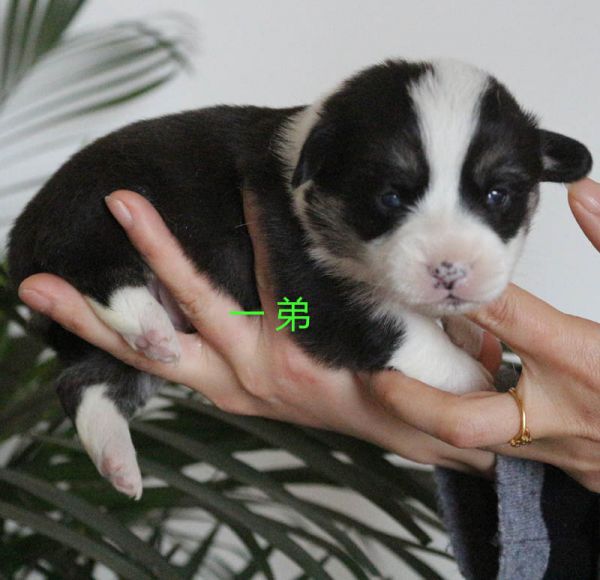 柯基犬价格