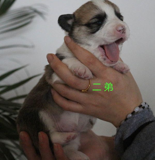 柯基犬出售