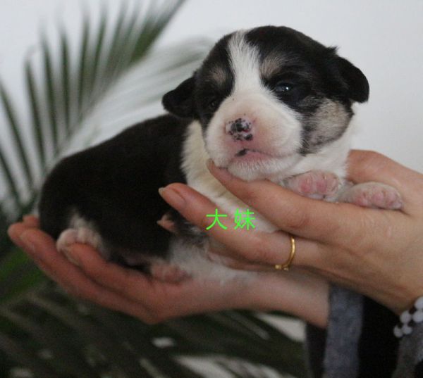 哪里有柯基犬卖