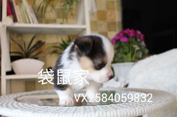 webwxgetmsgimg (1).jpg