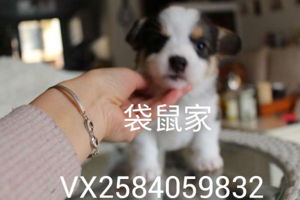 webwxgetmsgimg (2).jpg