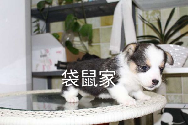 webwxgetmsgimg (7).jpg