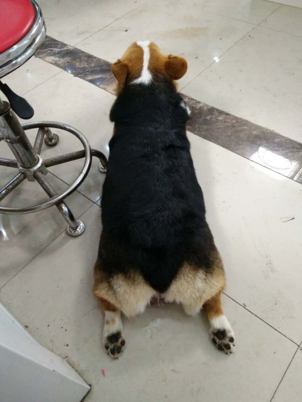 webwxgetmsgimg (11).jpg