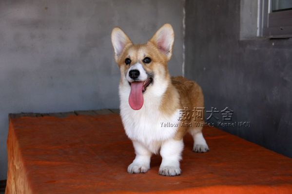 1妹妹