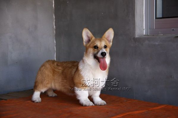 妹妹
