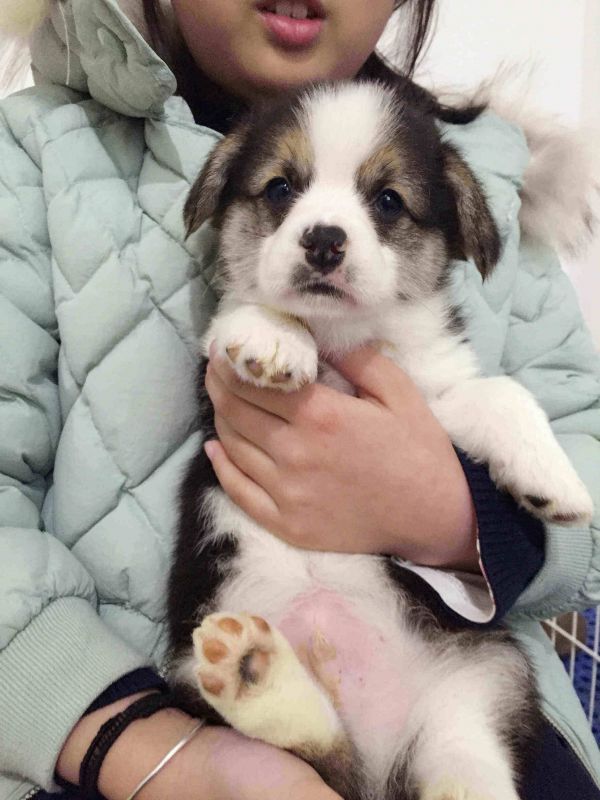 4DD