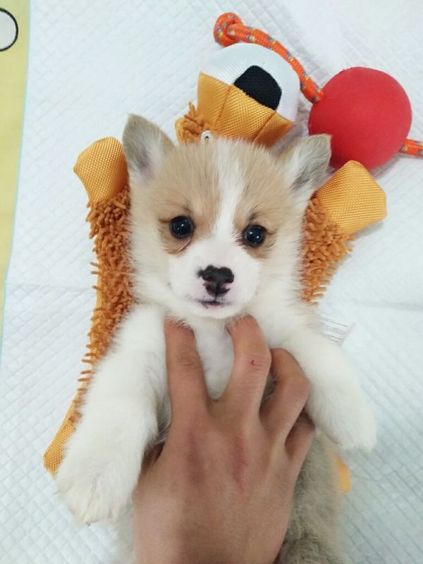 黄白小公正