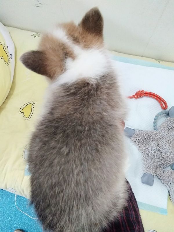 黄白小公背