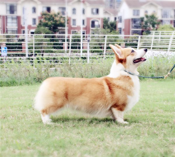 laraine小狗狗柯基中国IMG_9868.jpg