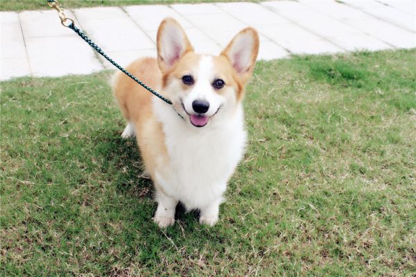 laraine小狗狗柯基中国IMG_9870.jpg