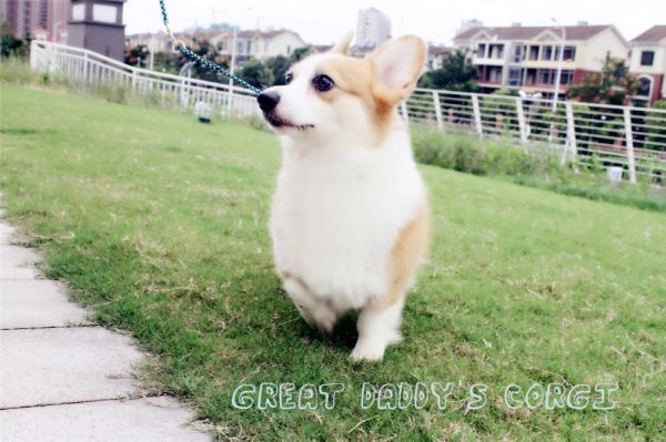 laraine小狗狗柯基中国IMG_9875.jpg
