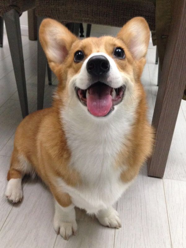 旺财