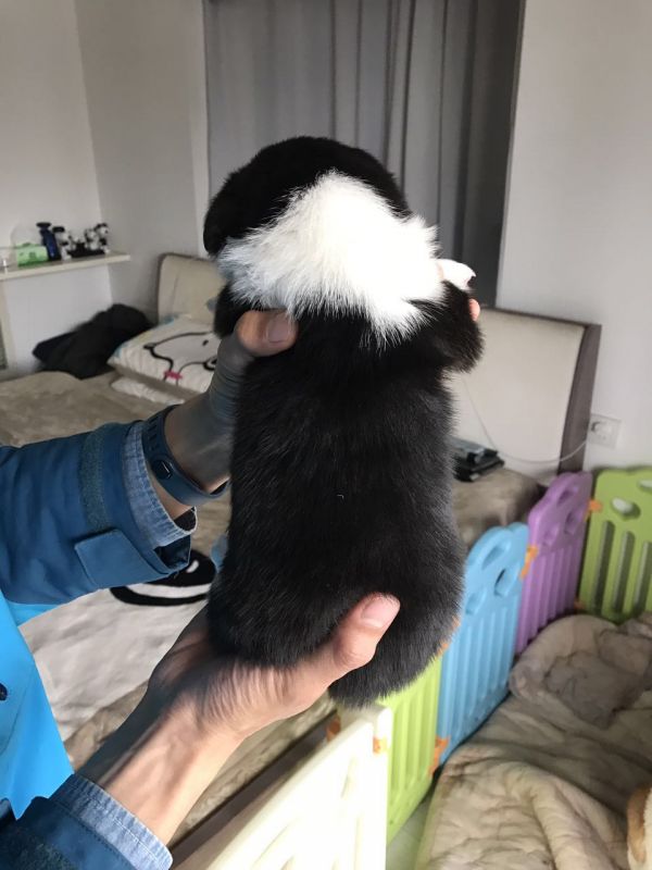 无双2