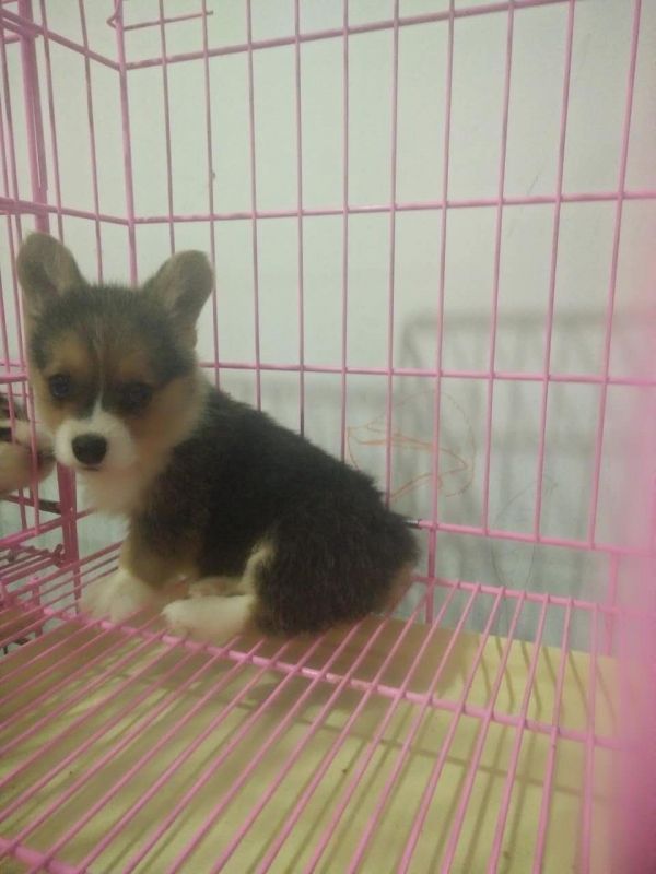 webwxgetmsgimg (2).jpg