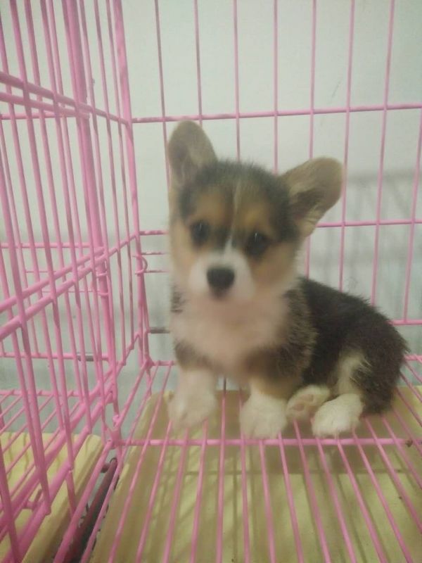 webwxgetmsgimg (3).jpg