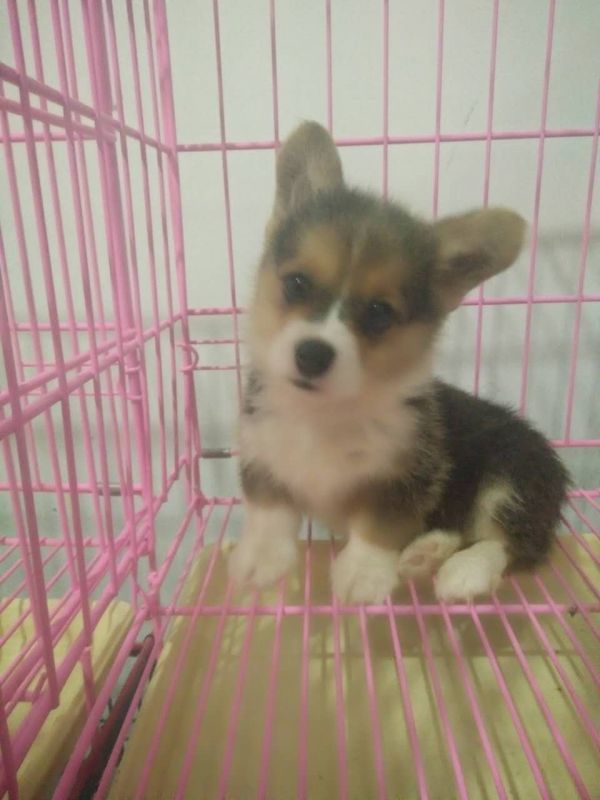 webwxgetmsgimg (4).jpg