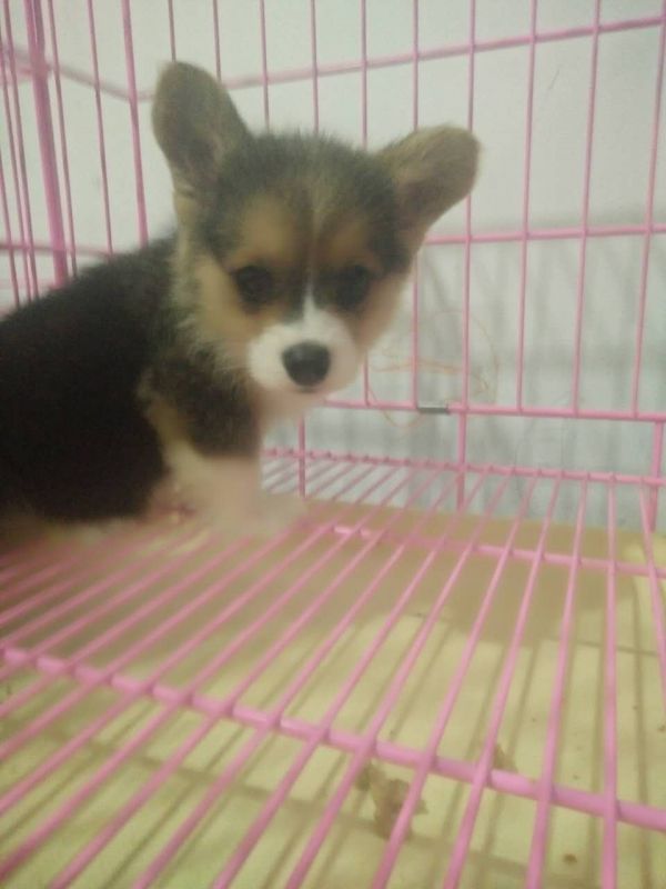webwxgetmsgimg.jpg