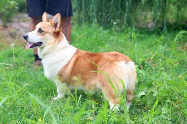 狗爸爸克鲁尼孙子