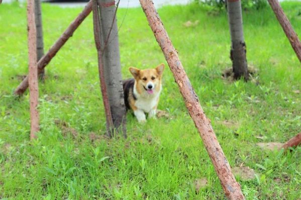 狗妈妈兰道孙女